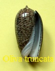 Oliva (Strephona) truncata, Marrat 1867